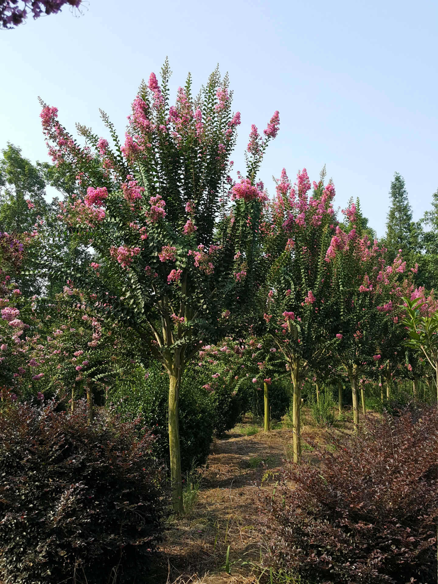 供应四川大红花紫薇,百日红3公分10元