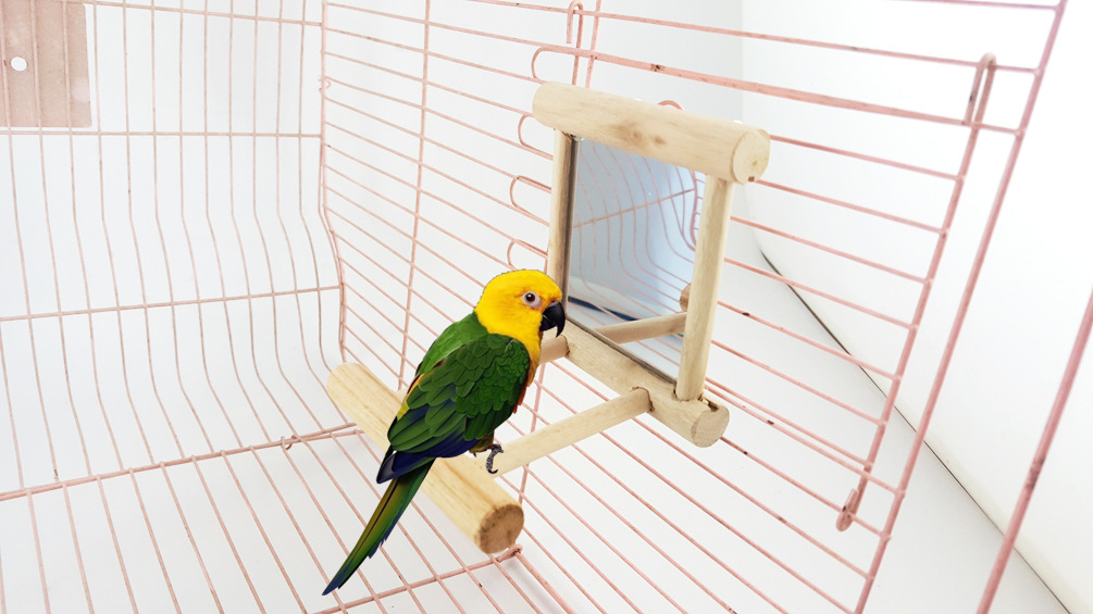 鹦鹉玩具 鸟玩具 镜子 鹦鹉站杠 可挂笼子上