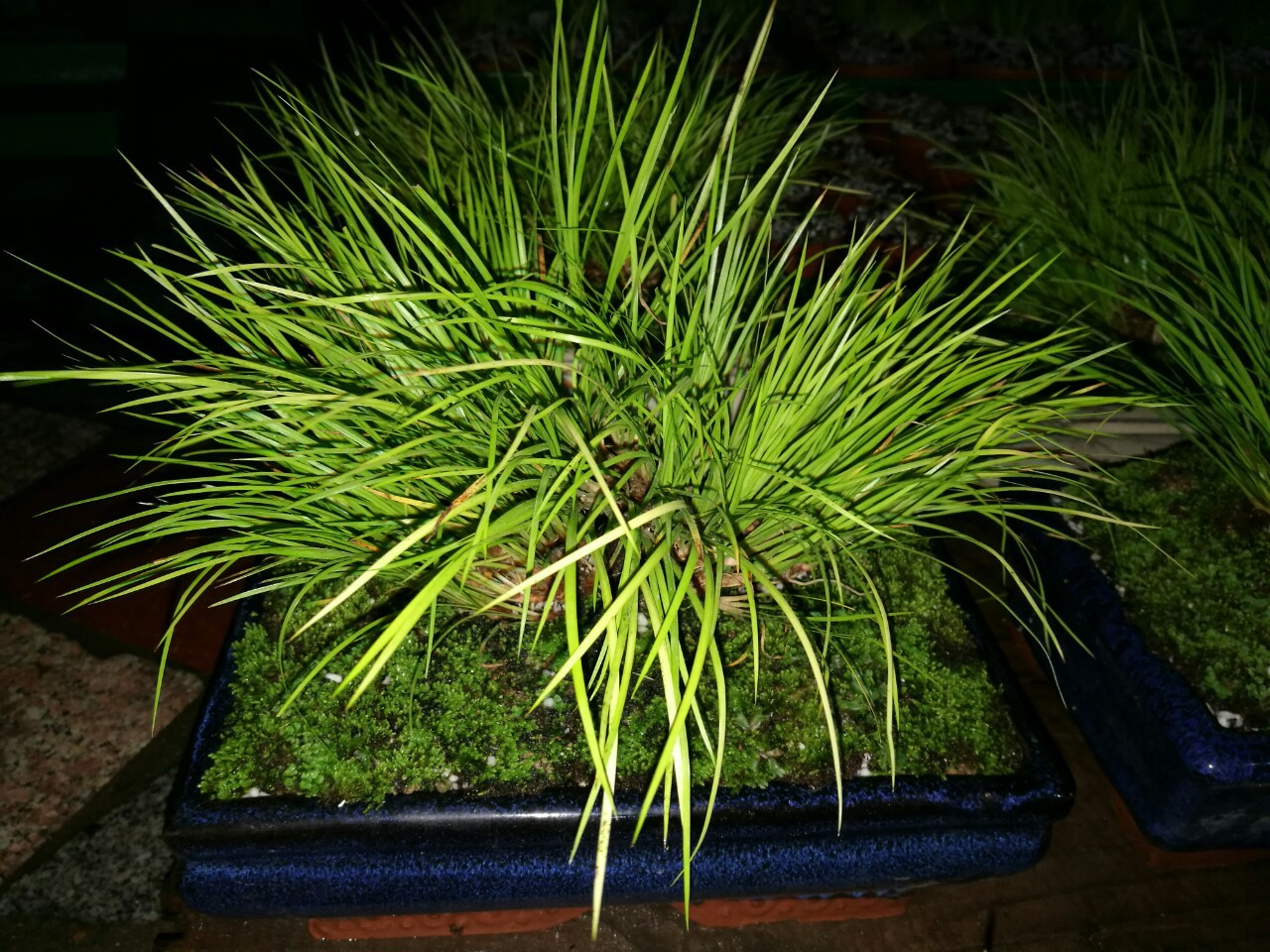 黄金姬老桩 黄金姬 菖蒲 老桩盆景 清供兰花