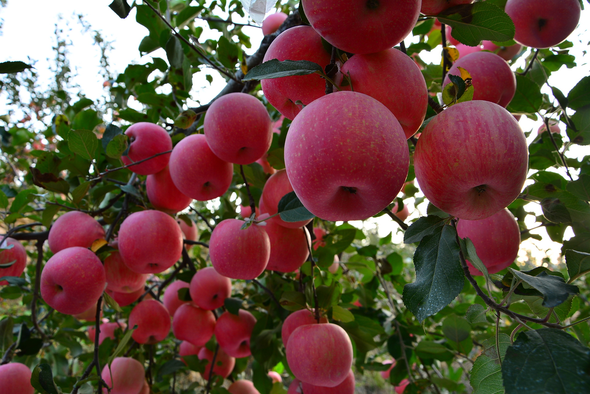 大连瓦房店红富士苹果优质好果产地直发80-85精装特价5斤.