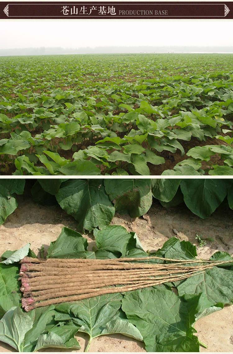 批发散牛蒡茶颗粒 脱水牛蒡颗粒 黄金牛蒡茶 牛蒡袋泡茶原料厂家