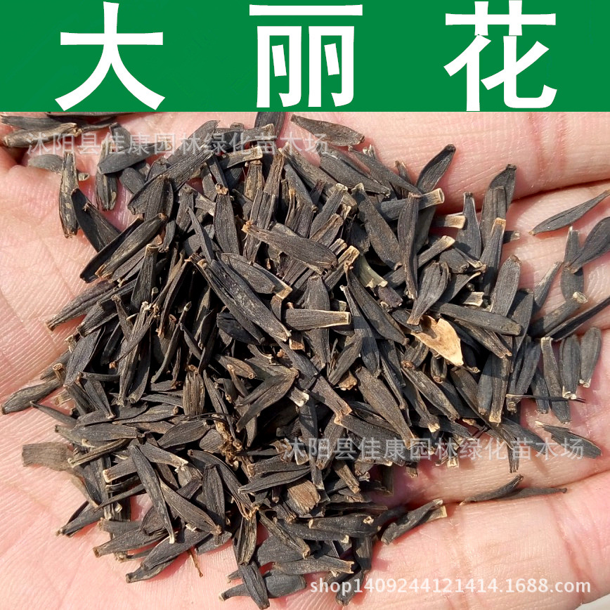 大丽花种子 大理花 大丽菊 天竺牡丹种子 东洋菊 1件=1斤-阿里巴巴