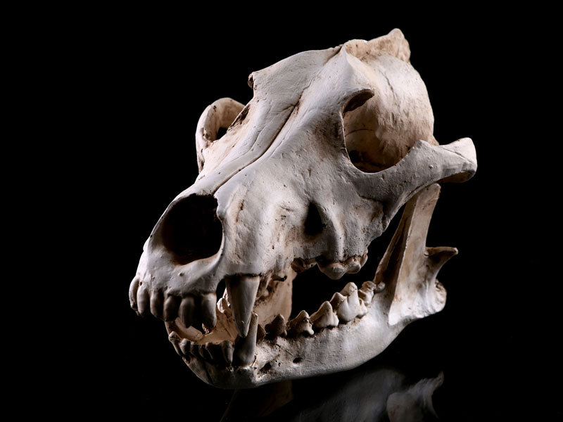 金钱豹头骨树脂家居摆件树脂骷髅头模型动物头骨教学研究跨境供货