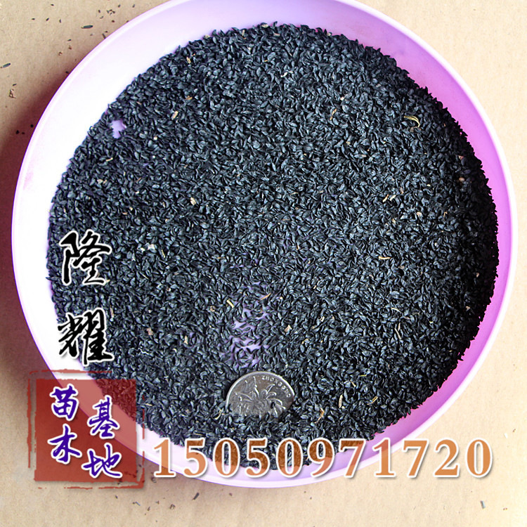 公司草花种子景观绿化种子优质花葱种子花葱新种子