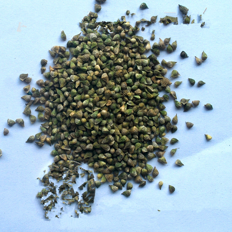 福寿花种子 红色 阳台庭院 花卉种子 易种 植物 福寿花