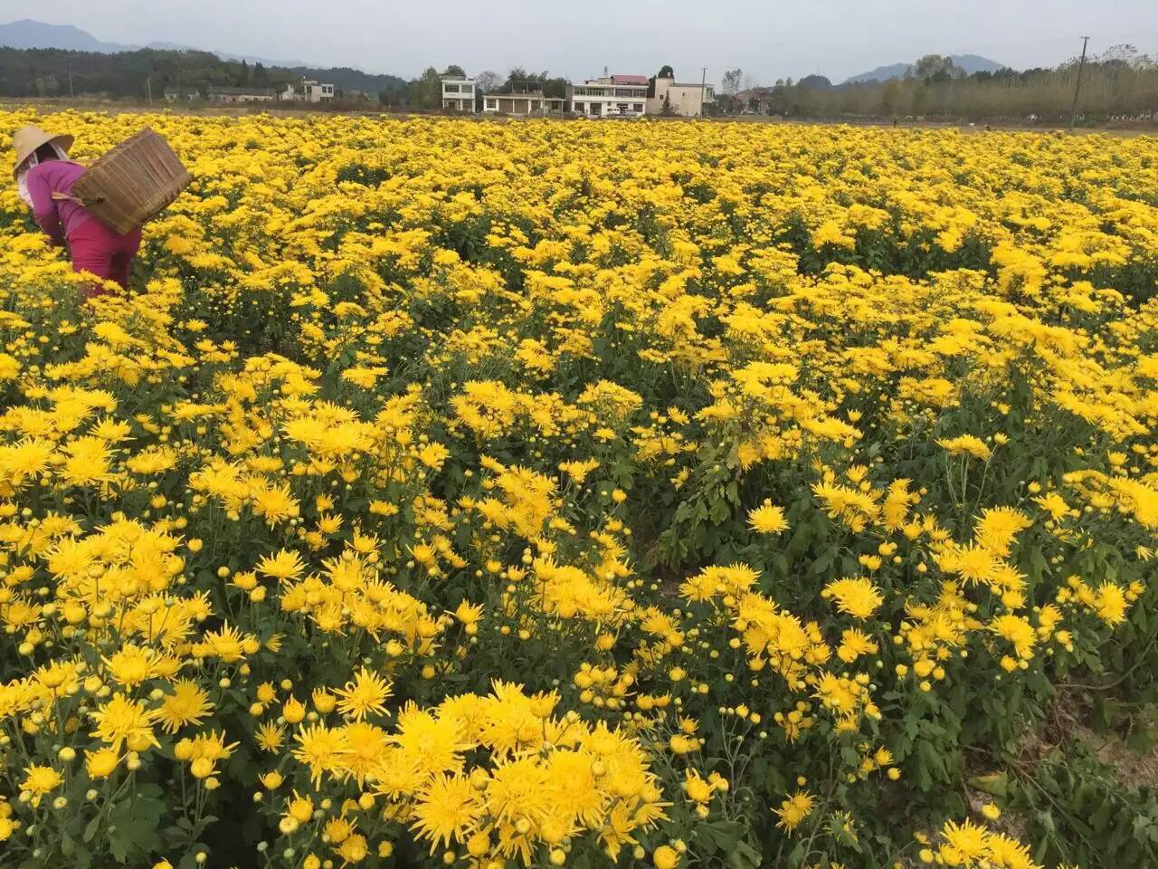 新花茶金丝皇菊修水菊花茶有机花草茶包邮一朵一杯干金丝皇菊