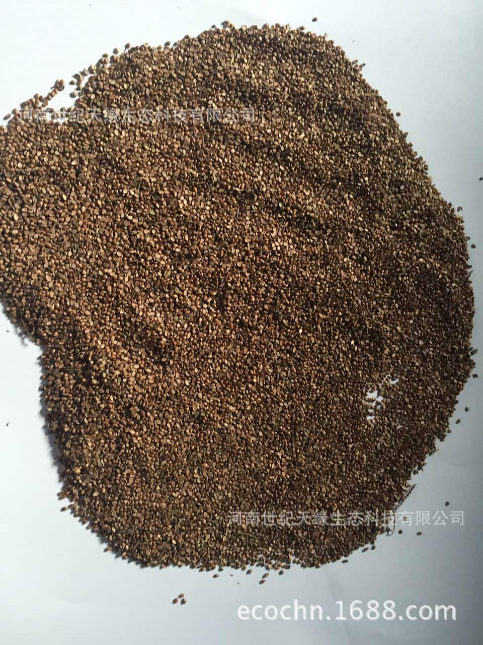 【宽叶雀稗种子】