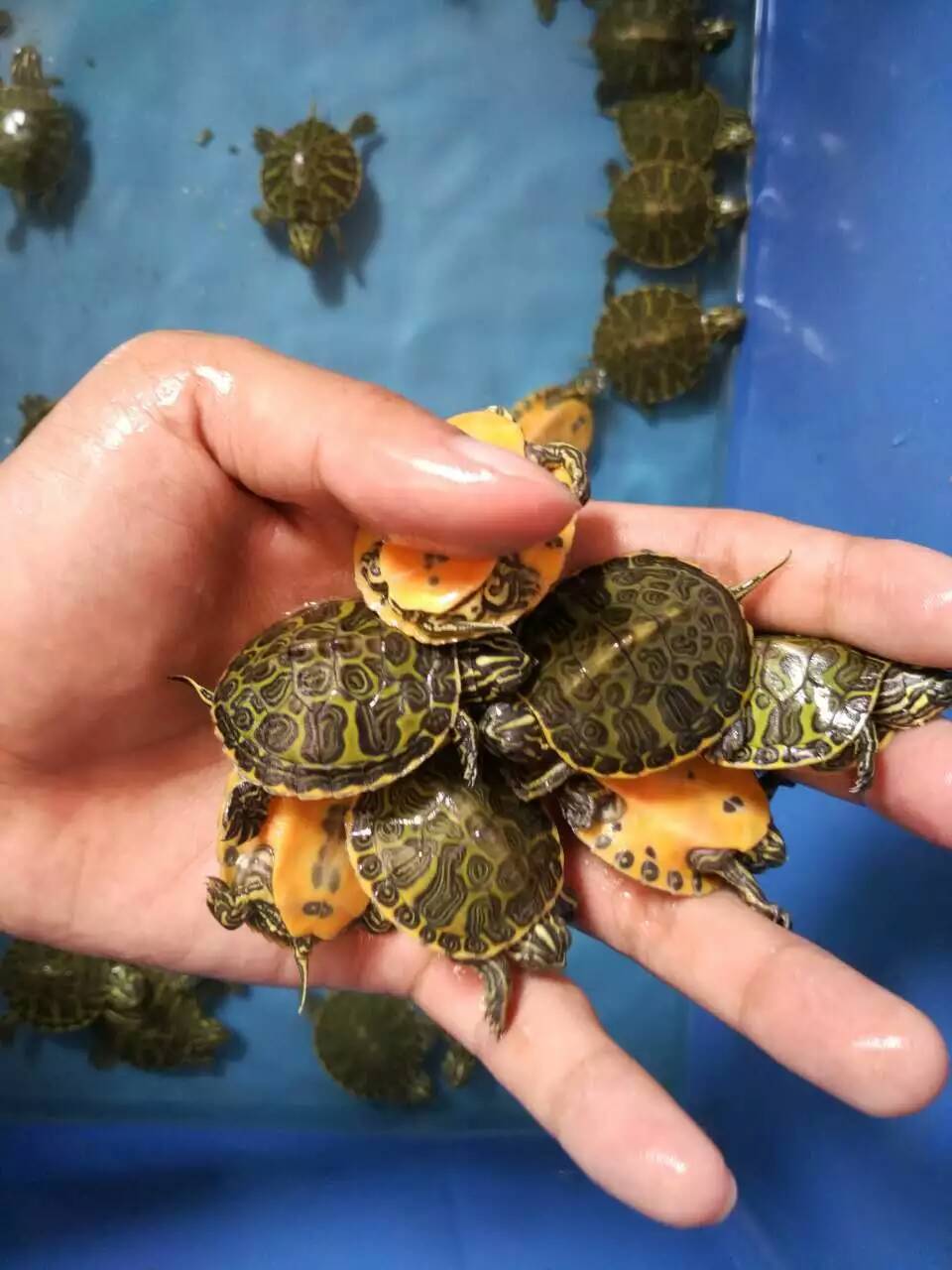 进口火焰苗 火焰龟 红肚火焰龟苗 火焰苗 红腹火焰 【3cm】