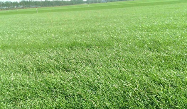 **优质草坪种子高羊茅四季常青草籽耐践踏包发芽