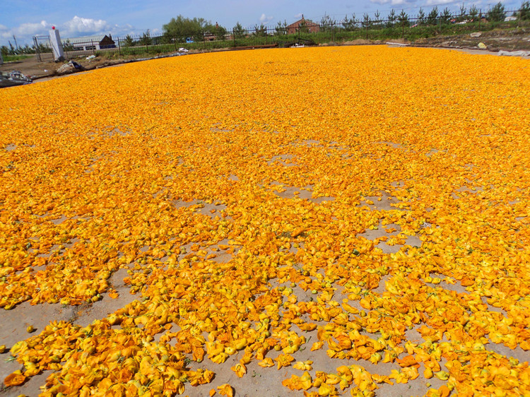 大兴安岭 野生金莲花