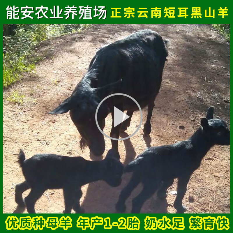 清真羊肉_清真羊肉供应商_清真羊肉批发市场