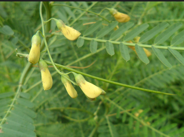 田箐种子 高产优质 牧草种子 田青种子批发 促销
