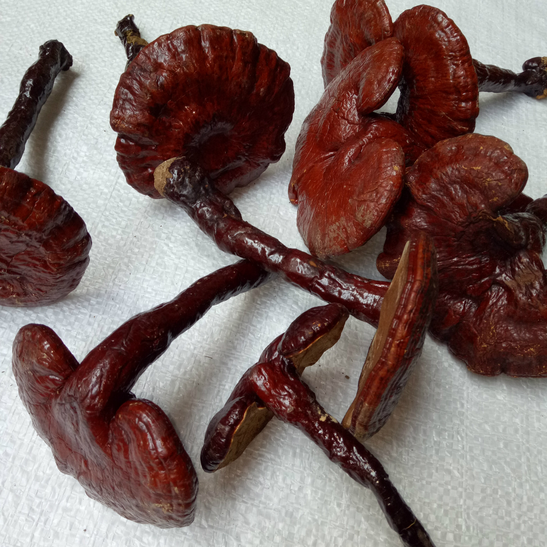 批发优质中药材灵芝 灵芝片 灵芝草 量大从优 任意2件全国包邮