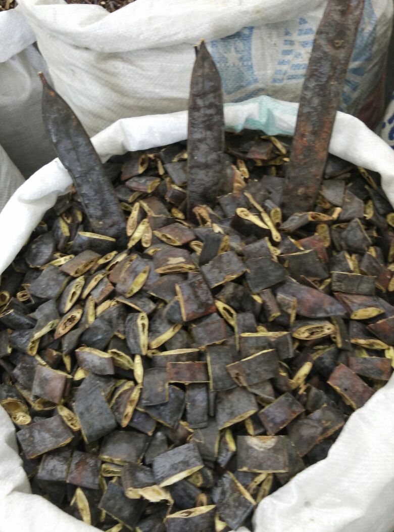 x143供应中药材皂角 大皂角 皂荚 干净整齐 品质保证