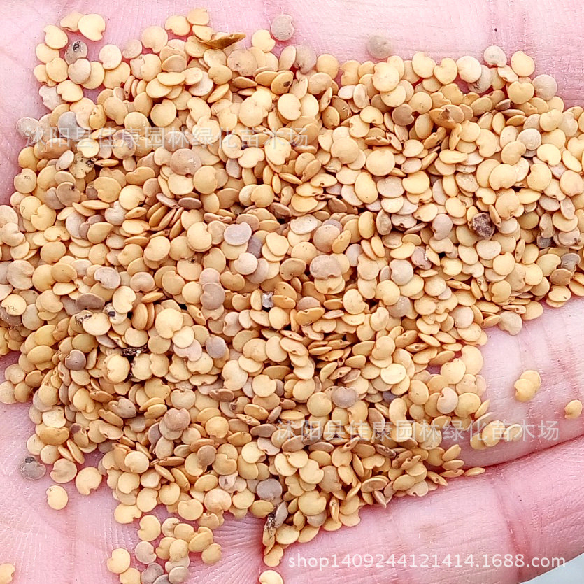 蔬菜种子新采优质茄子种子落苏昆仑瓜矮瓜种子紫茄芽率高实景拍摄