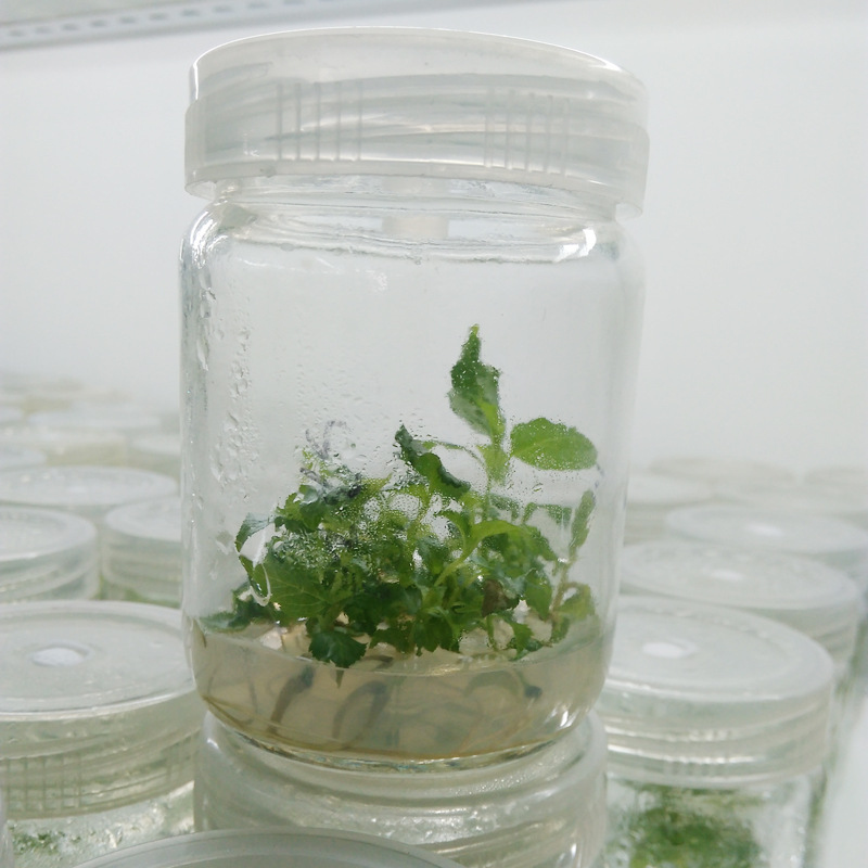 泰安基地批发供应嫁接樱桃小苗 吉塞拉矮化大樱桃小苗 量大价优