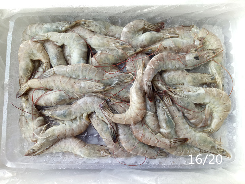 冷冻生虾连头青虾南美青虾自助餐火锅酒店专用食材量大从优