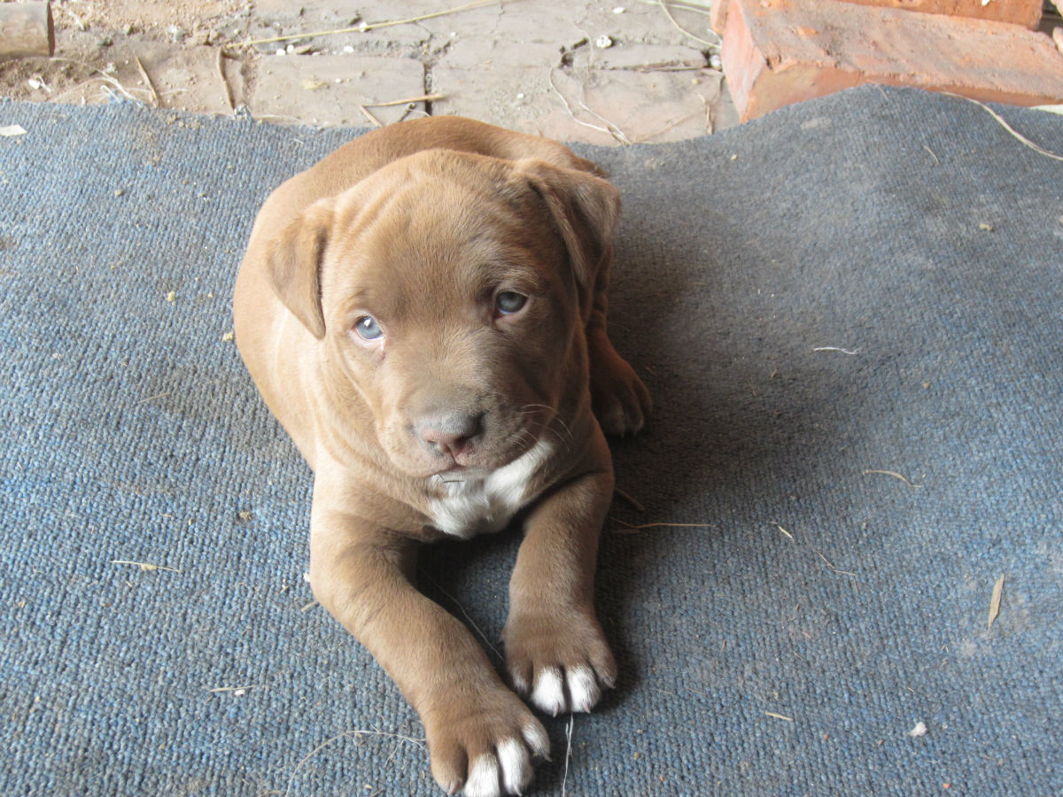 精品比特犬幼犬,疫苗驱虫已做好,比特犬ko藏獒 比特犬打架真牛