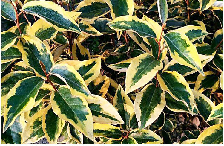 法国金边埃比胡颓子 绿化苗木金边胡颓子 进口彩叶苗木基地直销