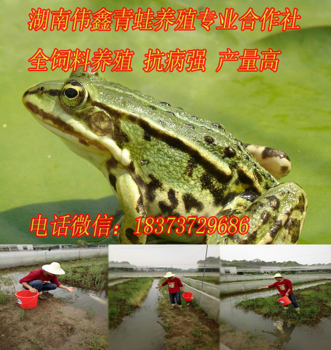 石洞青蛙_石洞青蛙供应商_石洞青蛙批发市场