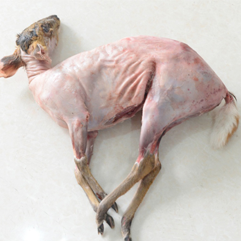 麂子肉 每斤35元麻雀肉 每只1.