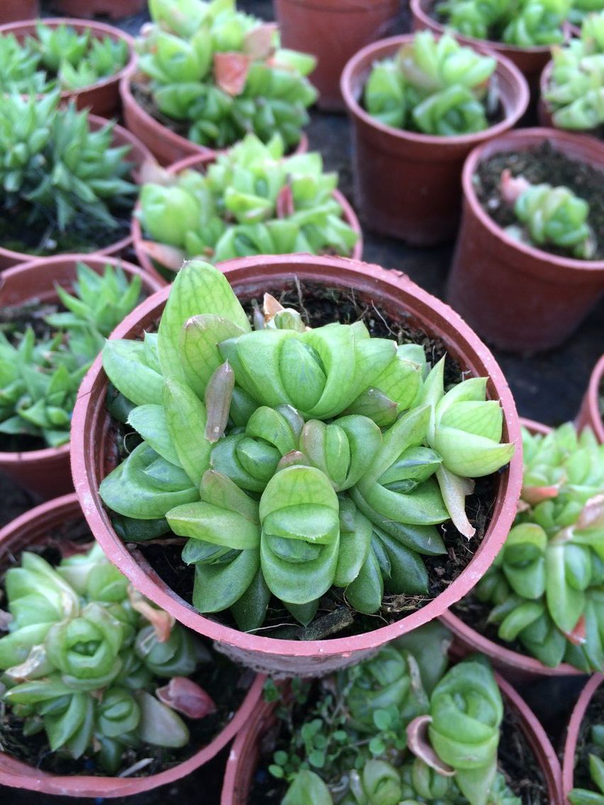 【京之华群生】多肉植物 多肉植物批发 韩国进多肉植物 7cm满