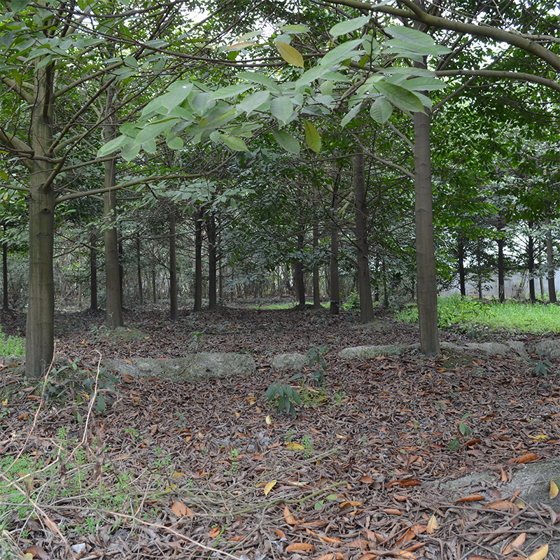 基地批发供应苗木杜英精品杜英树品种优良规格齐全