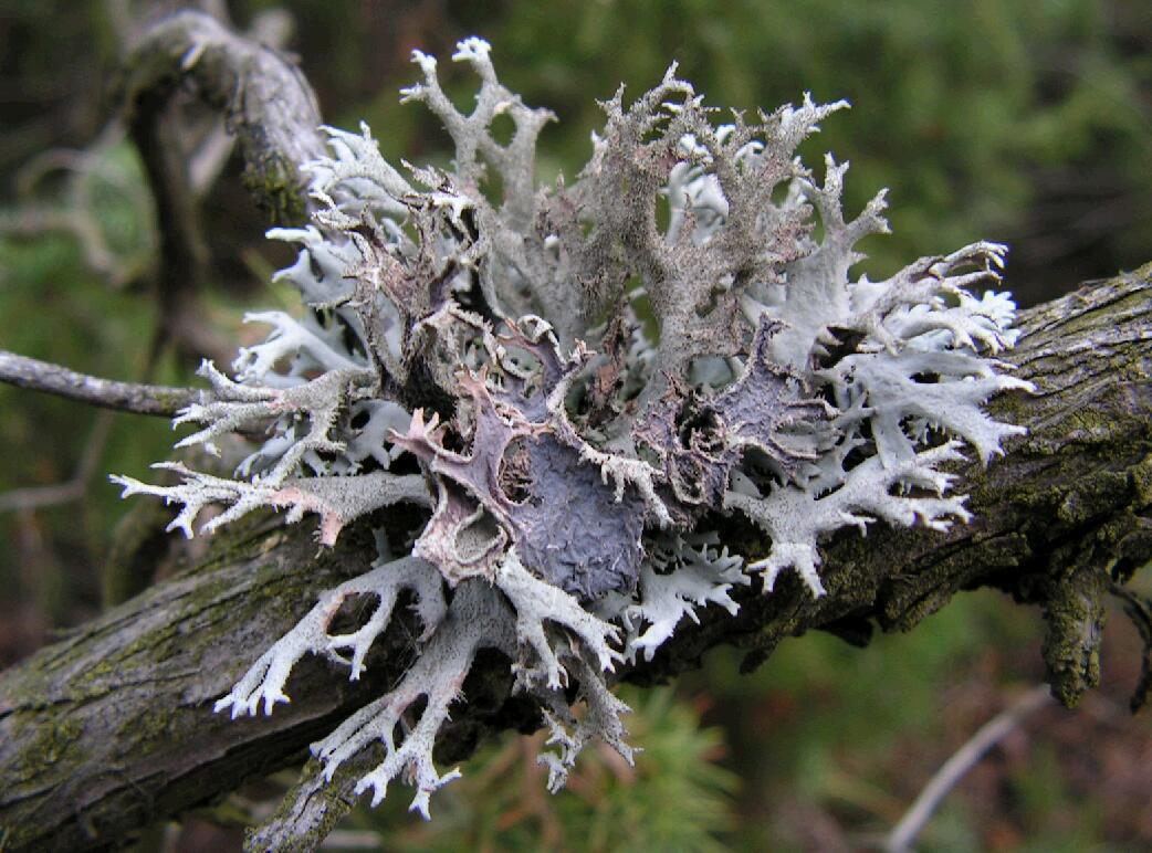 地衣提取物 10:1 全水溶 喷雾干燥粉 斯诺特生物