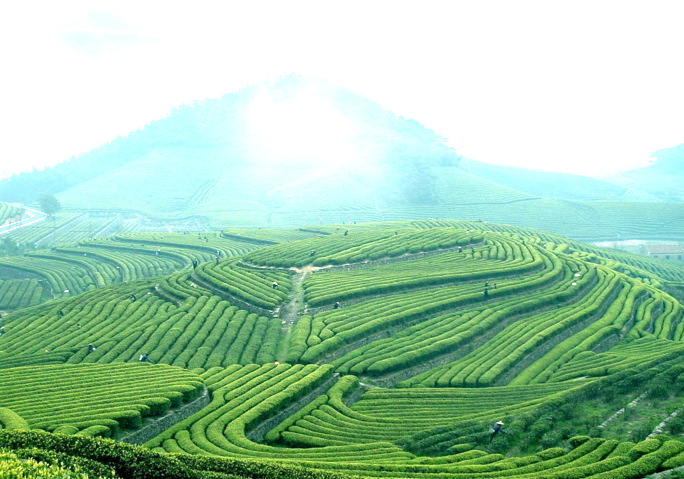 四川云雾茶绿毛峰素毛峰108#蒙顶山绿茶2021新茶蒸青绿茶散装批发