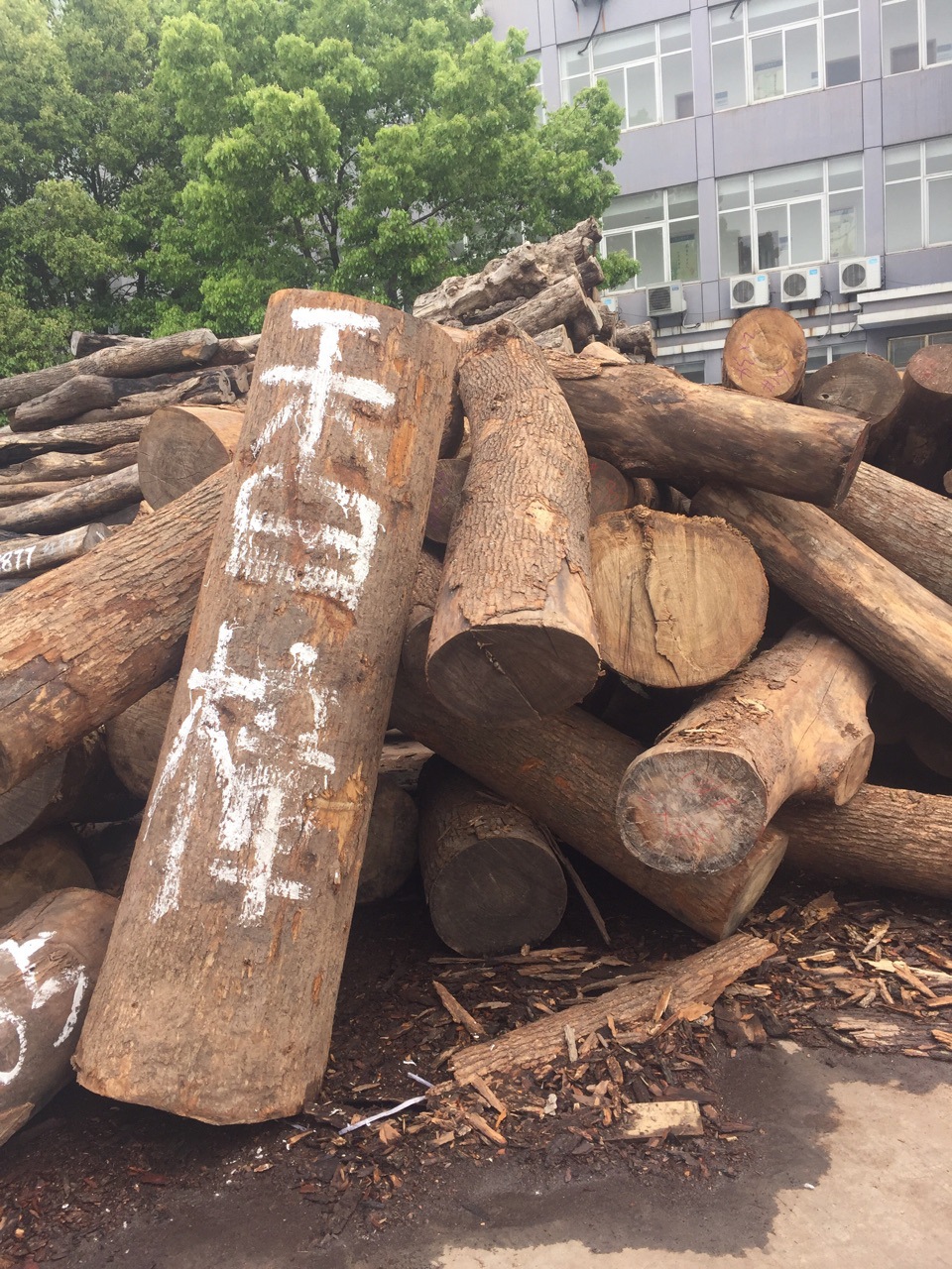 供应 国产香樟木原木 板材 马来香樟原木 驱虫防腐 家具材.