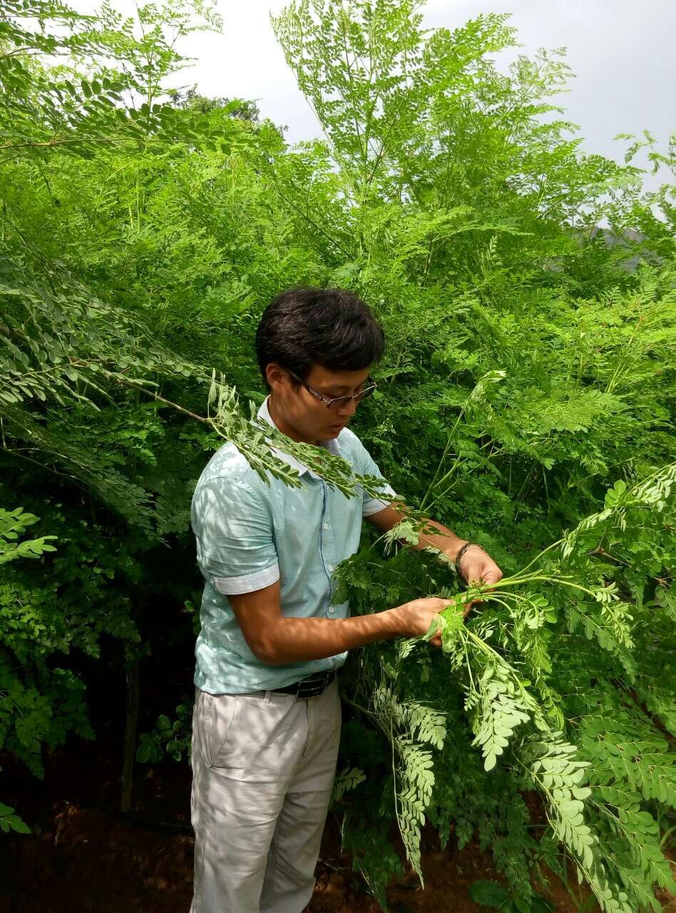 云南批发辣木子印度非洲传统滋补品 辣木籽一件代发产地直供会销