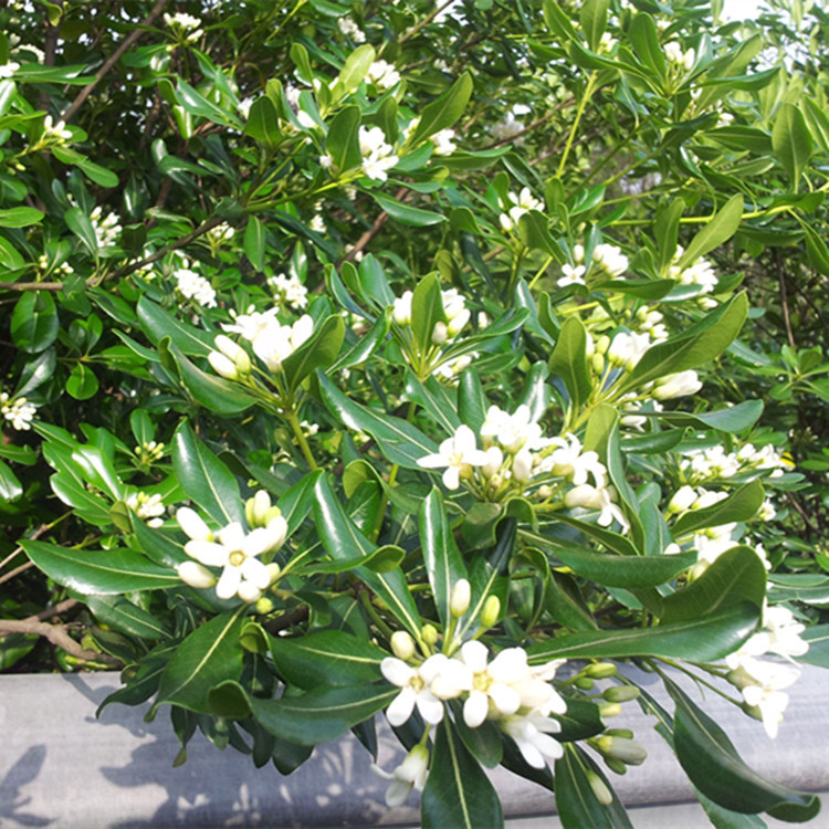 自产自销庭院美化植物台湾海桐 - 苗木批发交易网