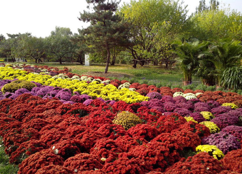 花海定制 多年生地被菊种子 小菊花卉草花种子购买 野花组合.
