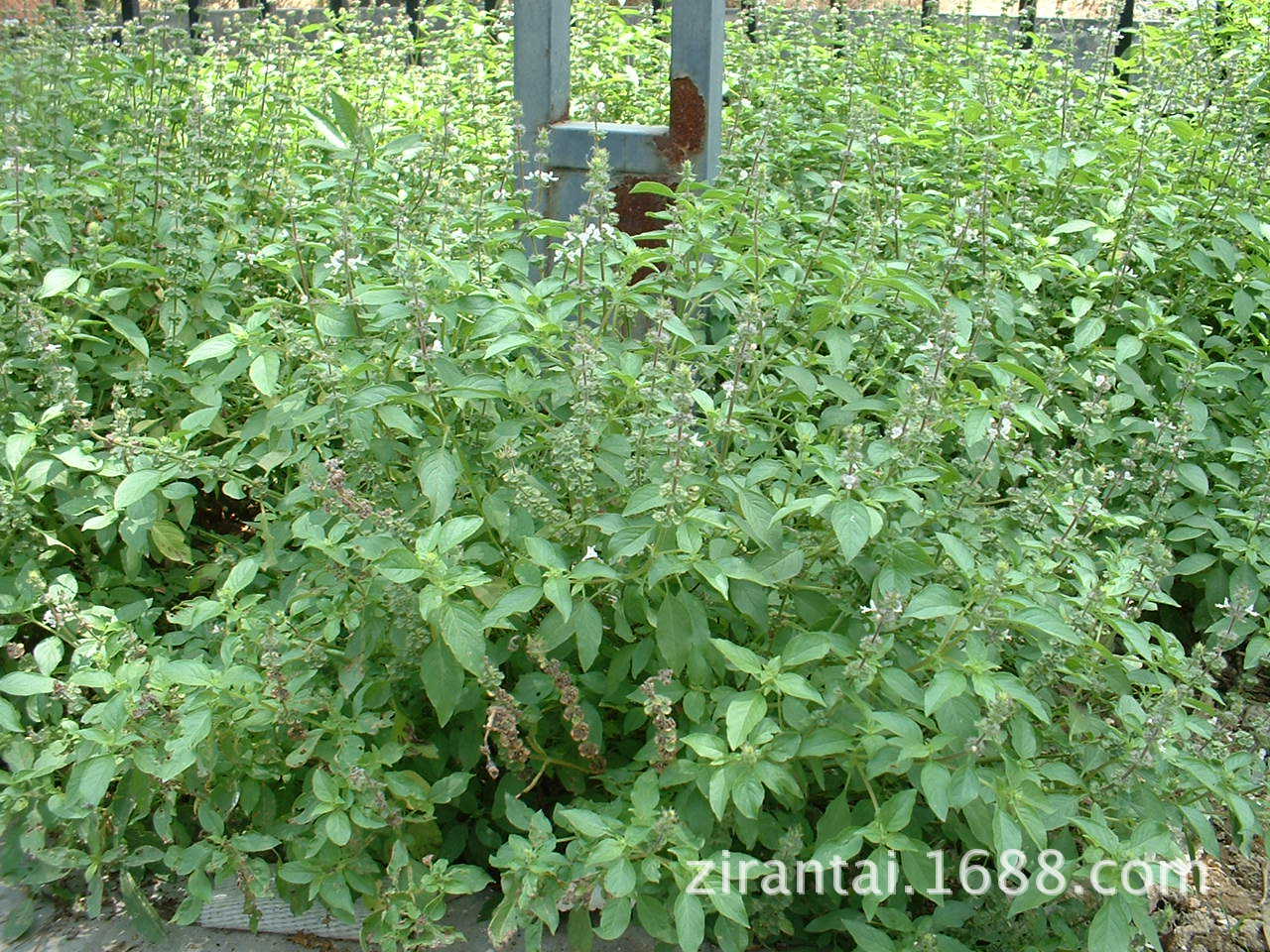 优质中药材九层塔气香草药都亳州中药材批发