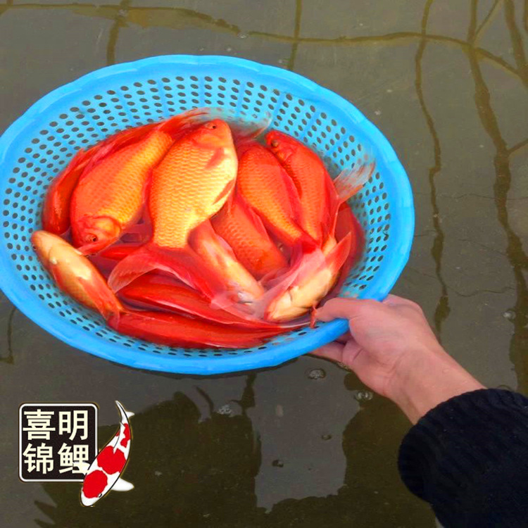 红鲫鱼观赏鱼淡水鲫鱼火红色的大尾红鲫鱼及长尾红鲫鱼水花苗种