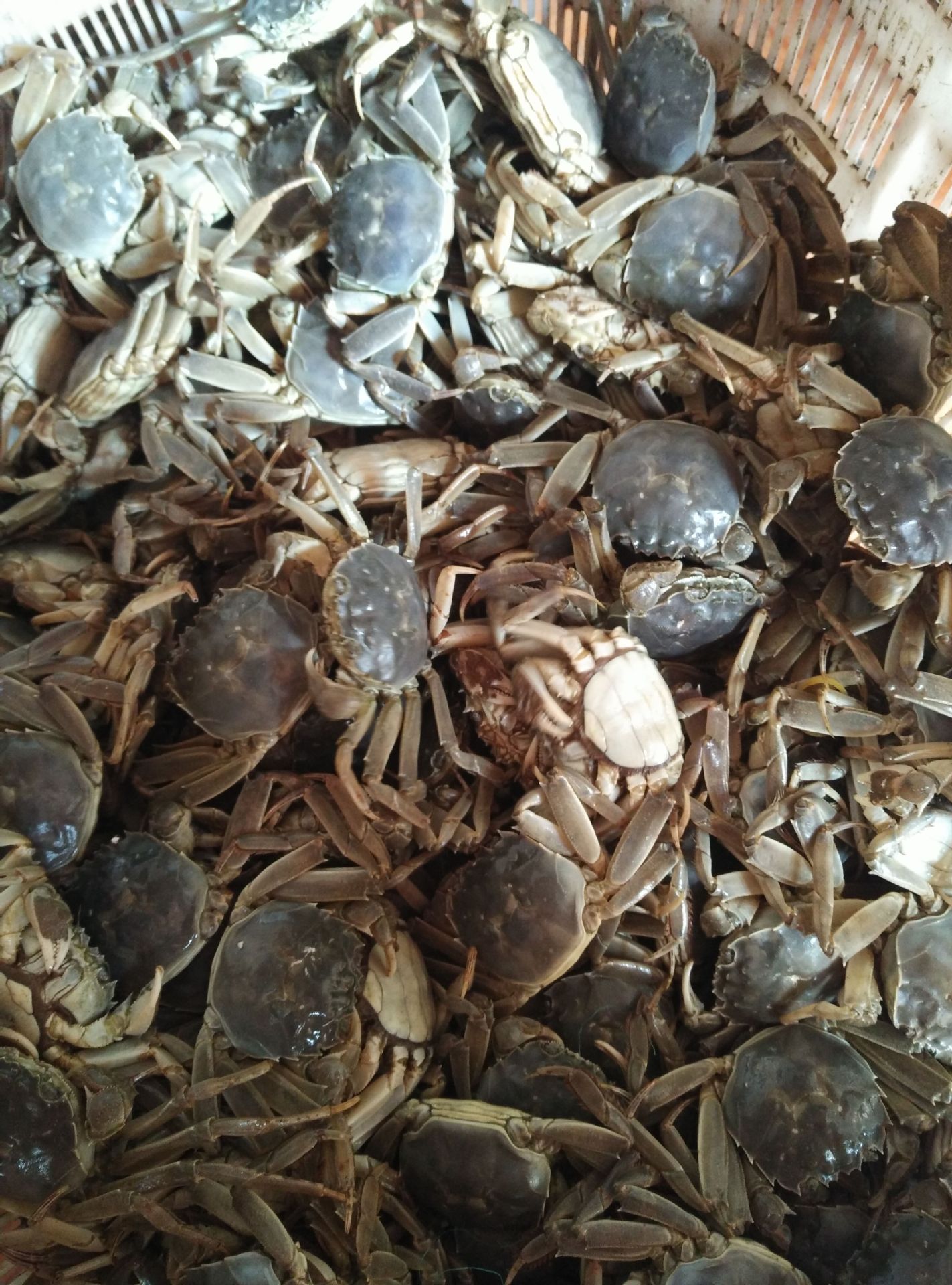 全母小闸蟹香辣小闸蟹香辣蟹