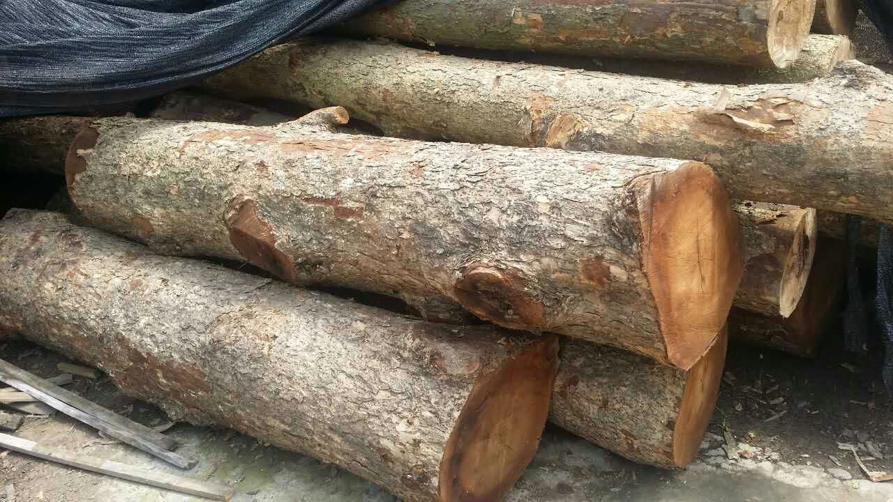 金丝楠原木小叶桢楠生料四川珍贵红木原木木材湿料木料大料方料