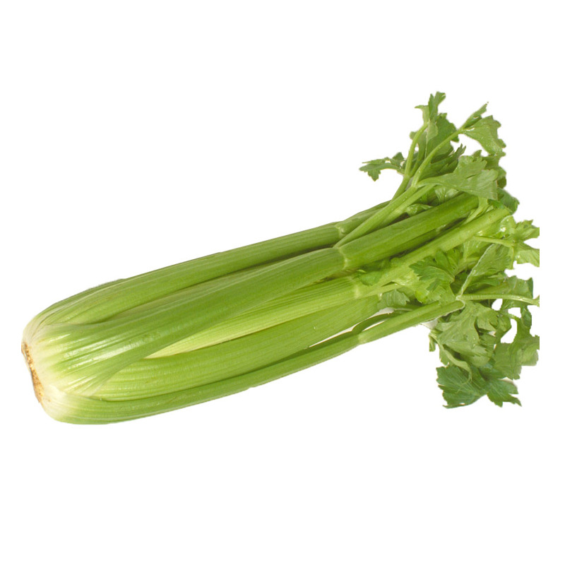 首页 食品饮料 蔬菜 芹菜 >产地大量直供新鲜绿色蔬菜 西芹 洋芹菜