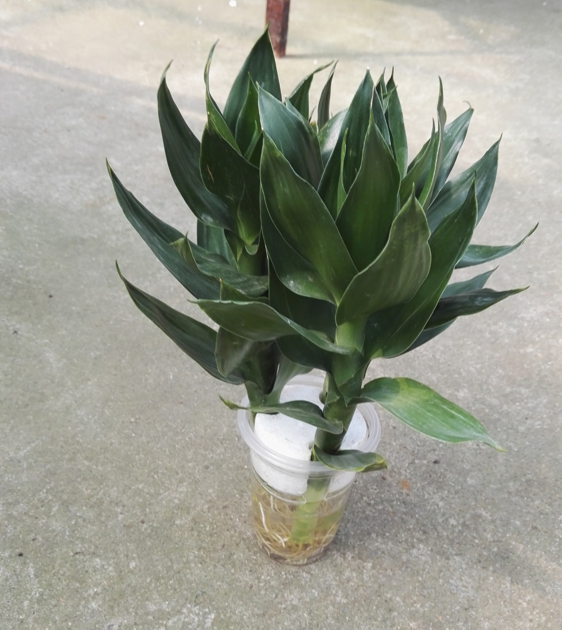 【基地直销】批发室内盆栽盆景花卉植物小盆栽 土培 三株莲花竹