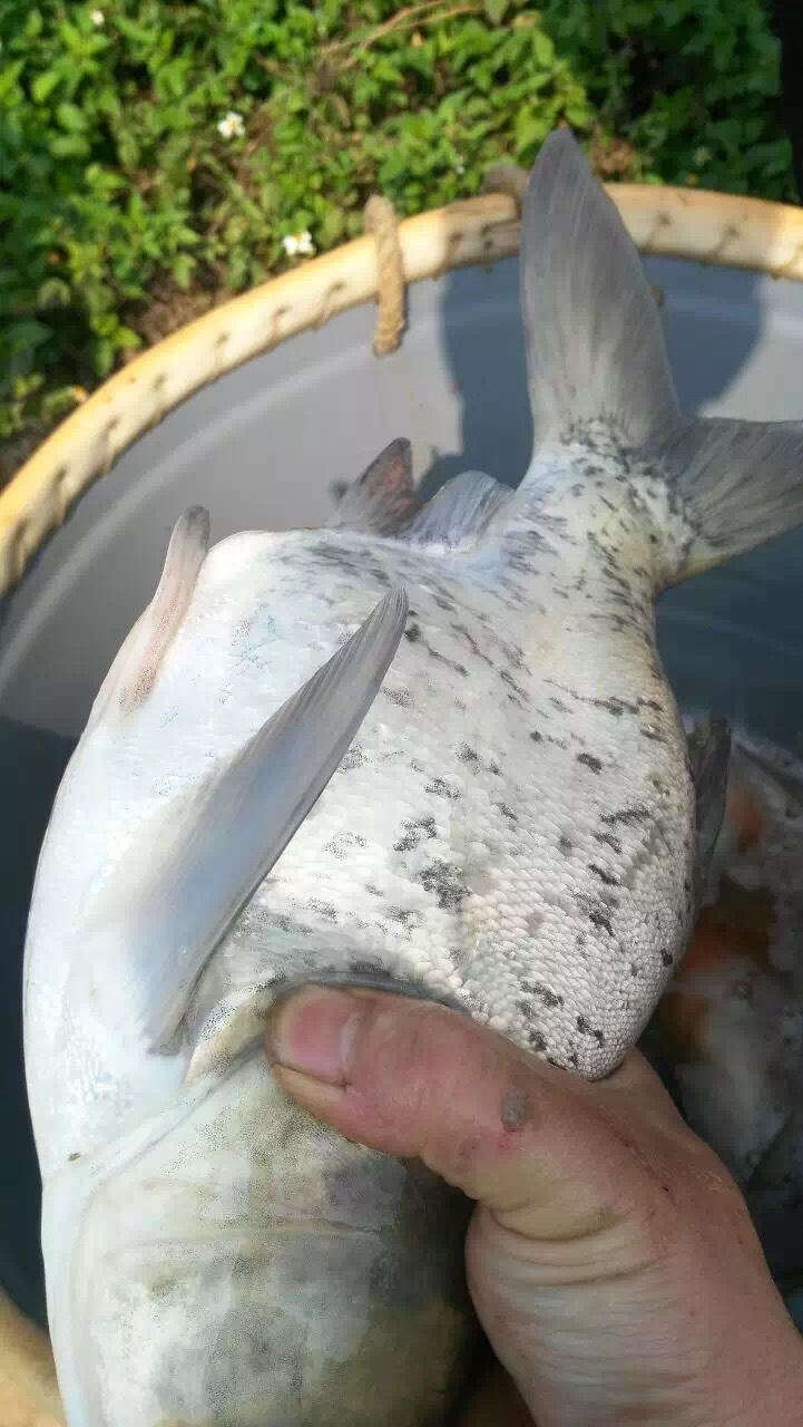 批发缩骨大头鱼苗,好鱼苗品种全,价格优,质量好