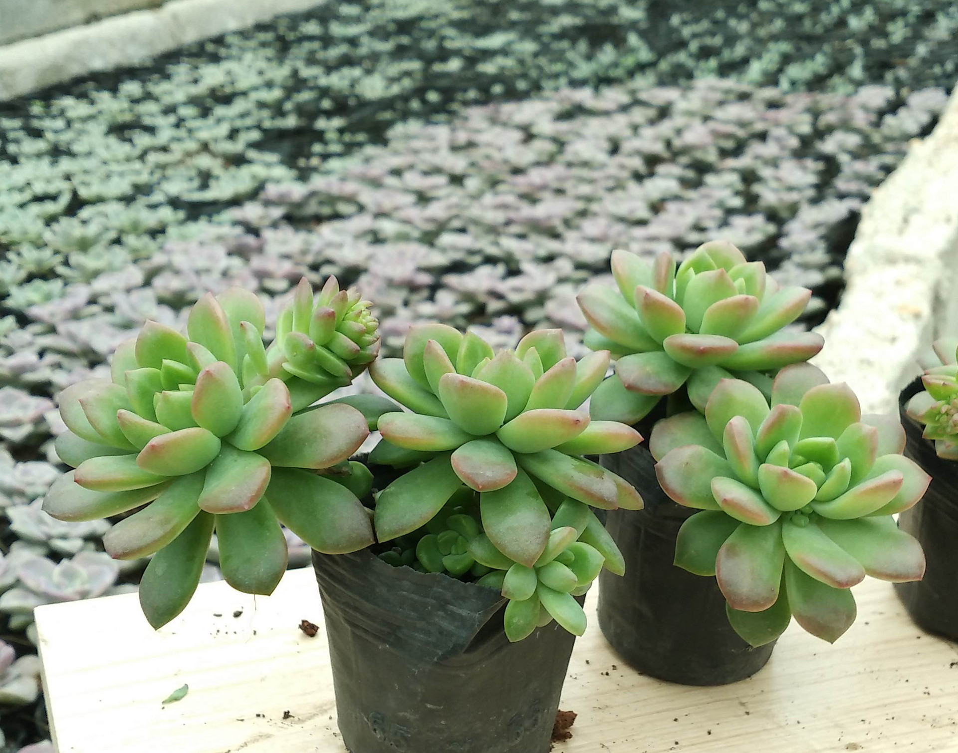 马库斯多头老桩漳州多肉植物批发特价迷你盆栽多肉植物