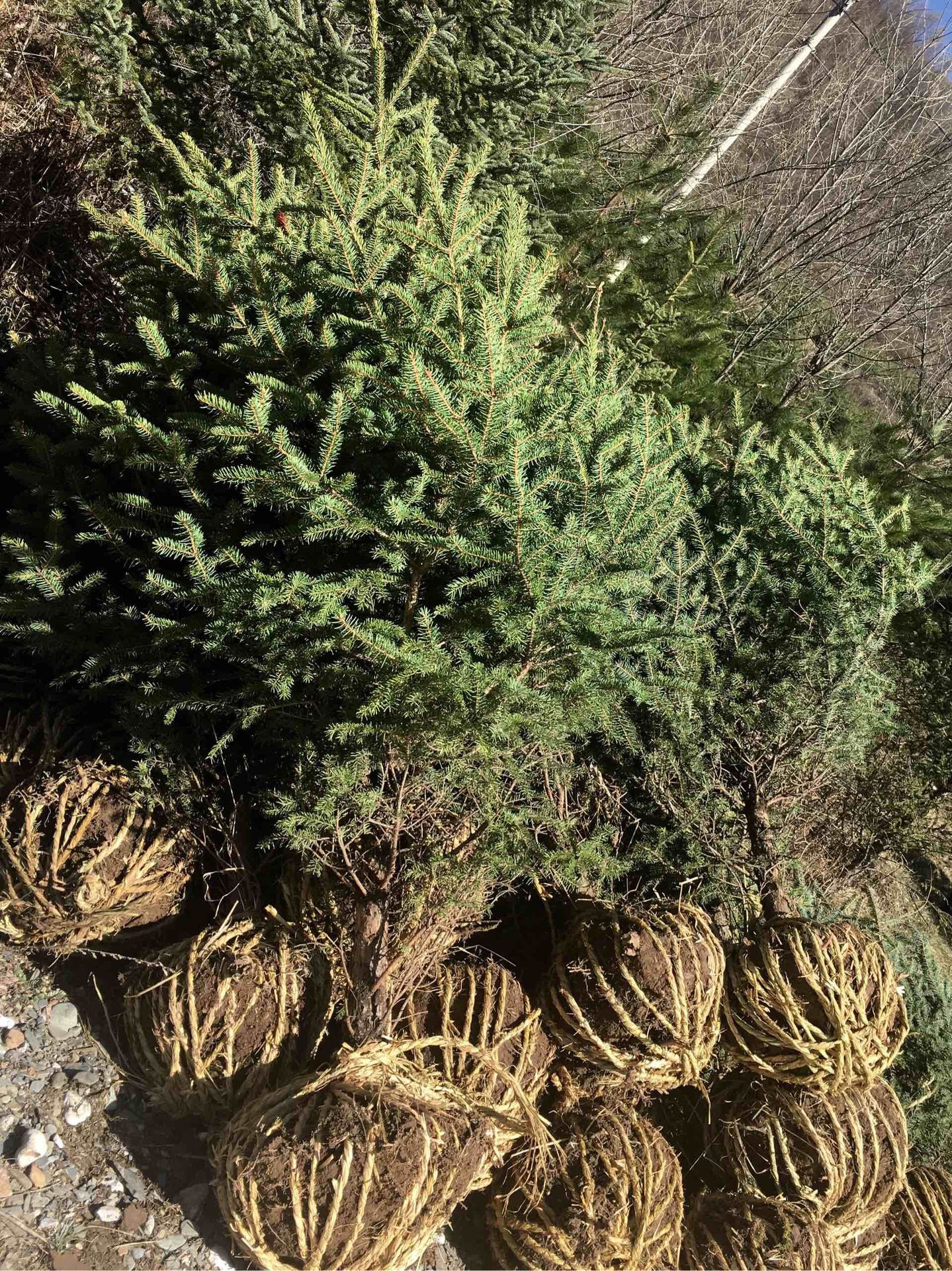 基地批量供应云杉树苗 成活率高云杉树苗周至苗木 园林绿化云.