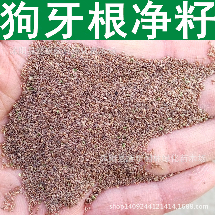 草坪种子 狗牙根种子 绊根草 爬根草 狗芽根净籽 草籽 1件=1斤