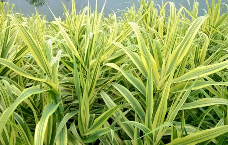 莲情谷莲情文化园芦竹花叶芦竹水生植物成年苗