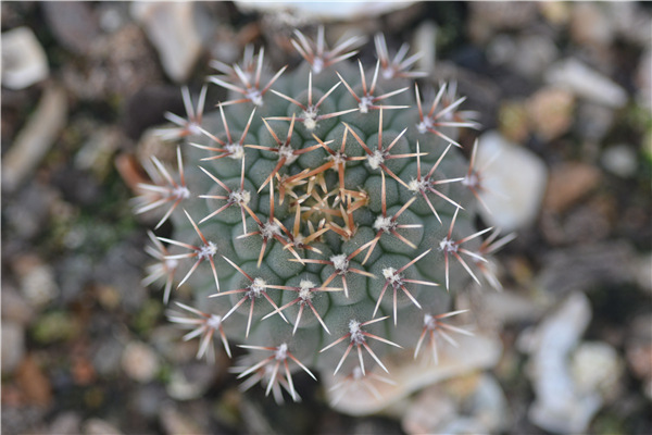 瑞昌玉 凤头3cm实生 批发 仙人球 多肉植物小盆栽