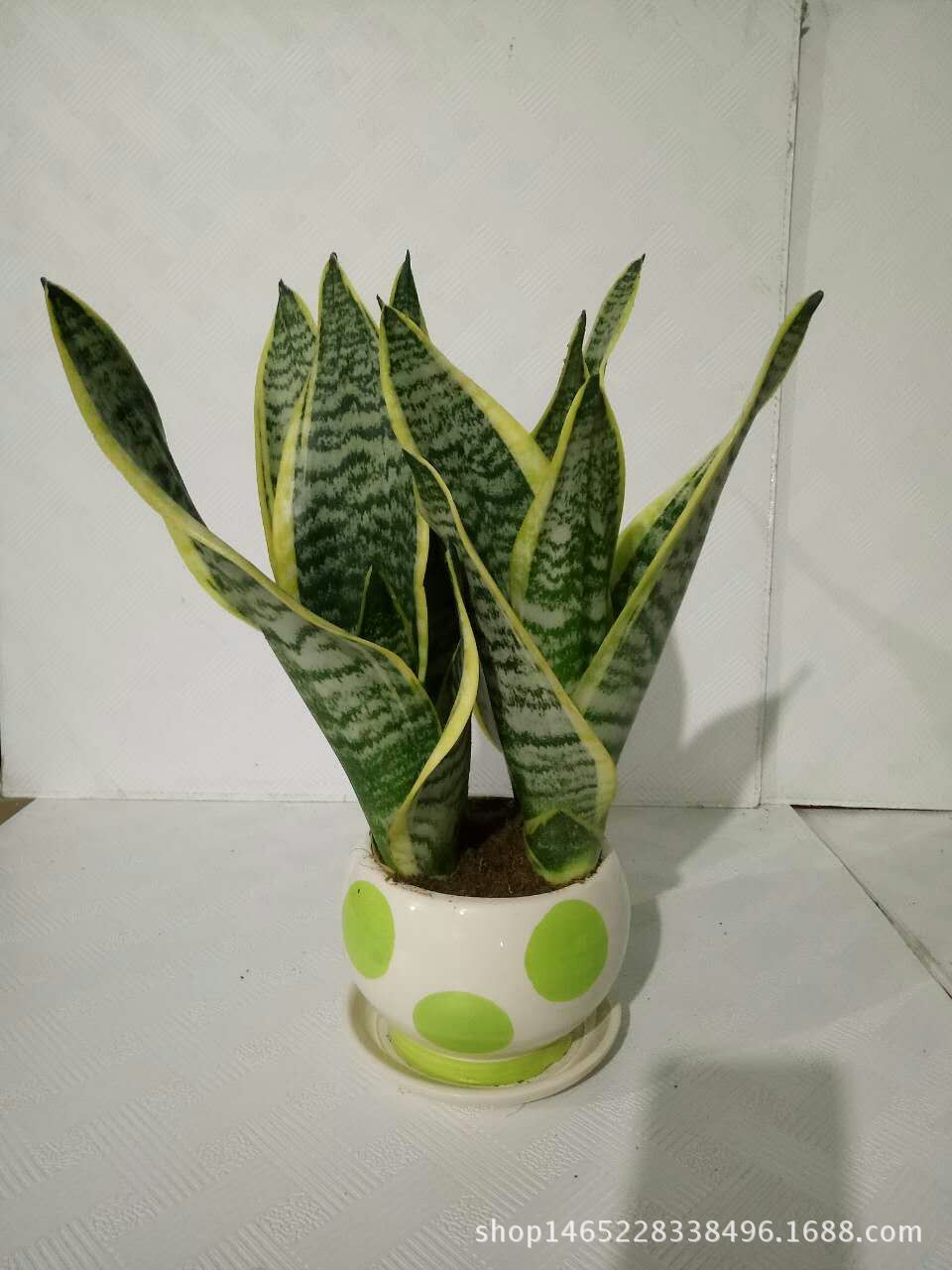 05金边虎皮兰批发花卉盆栽净化空气矮脚虎皮兰吸收甲醛