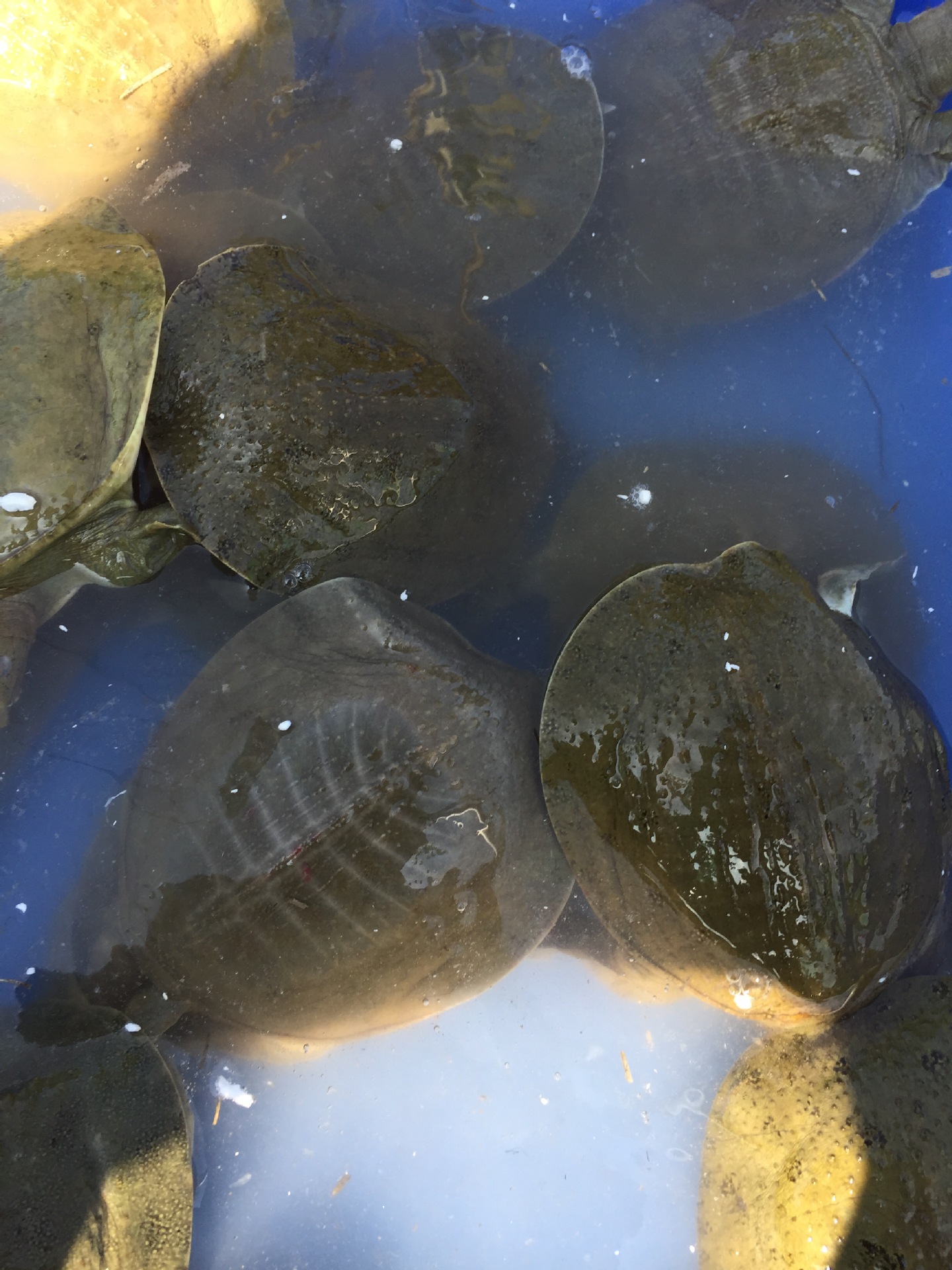 供应 野生淡水龟