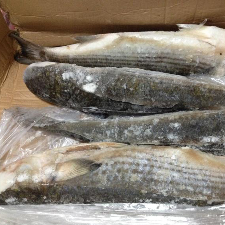 孙氏海鲜批发冰冻新鲜脆肉鲩鱼10-13斤/只 野生鲜草鱼中山脆肉鲩