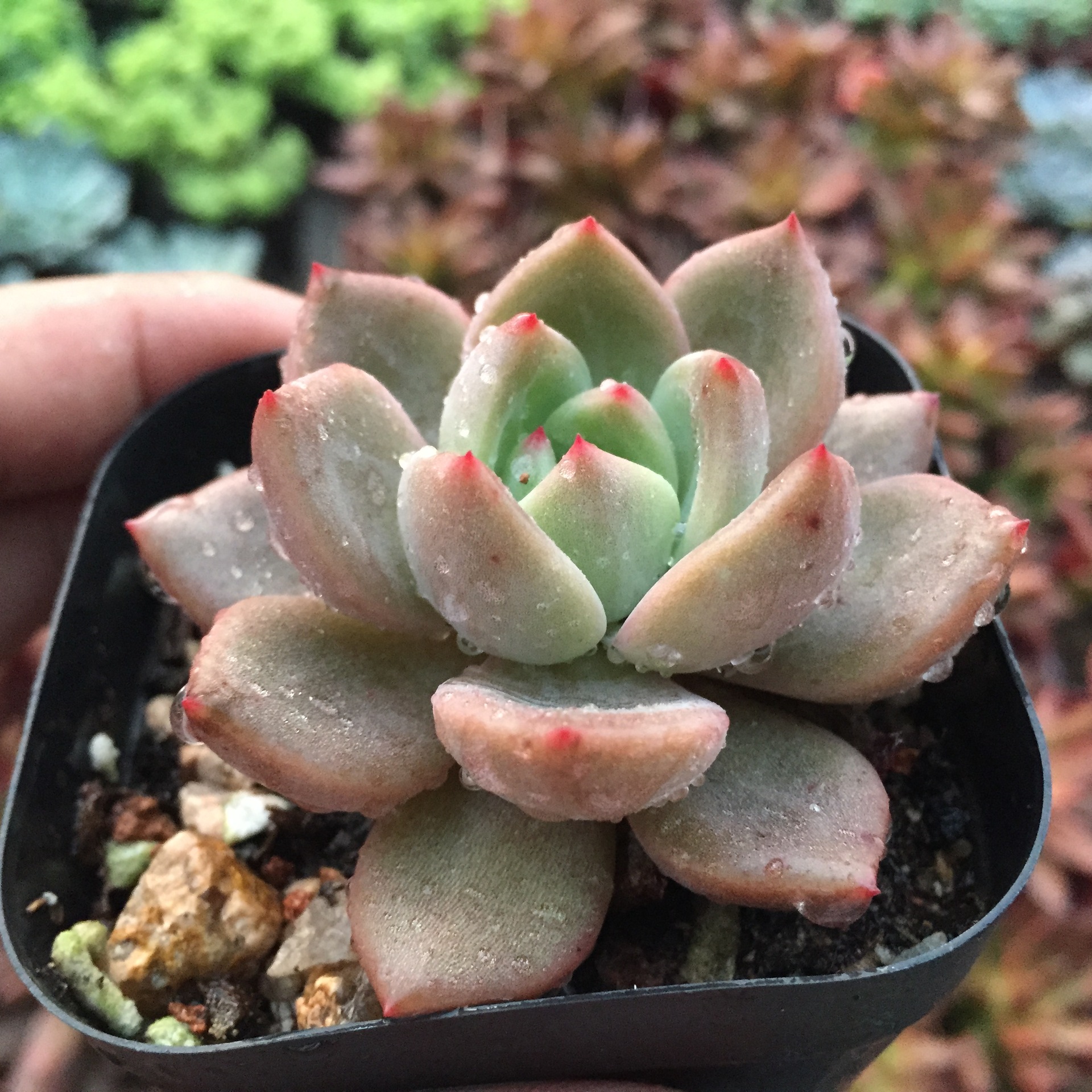 多肉植物 白夜香槟 多肉植物批 进口多肉植物批发 特价