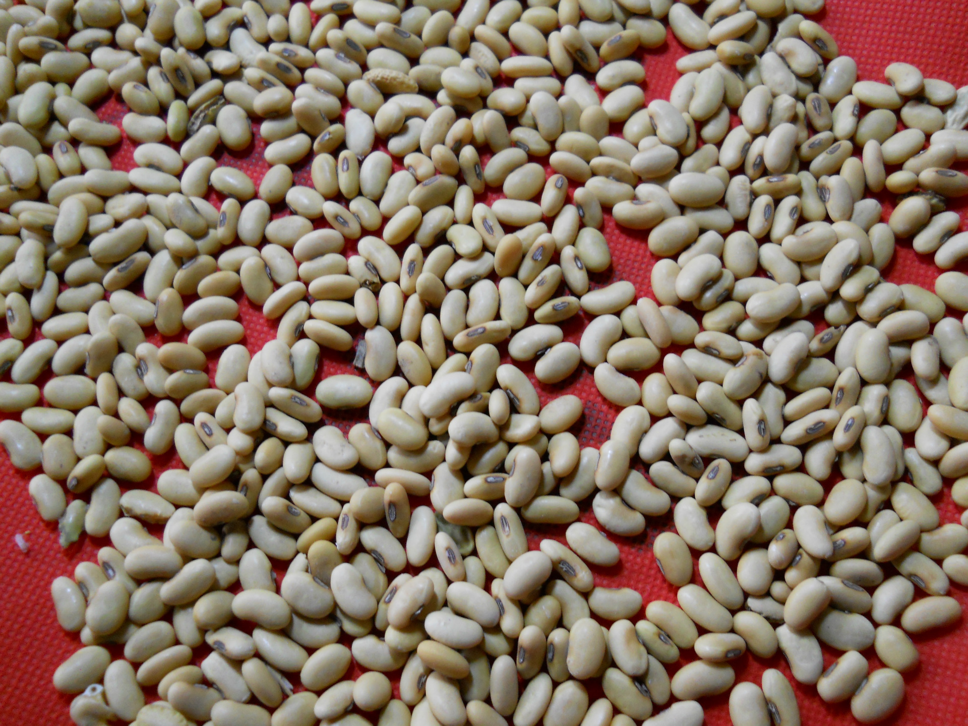 16年产地直销优质长黄豆.磨豆腐豆,芽豆,豆芽菜豆,腰形豆